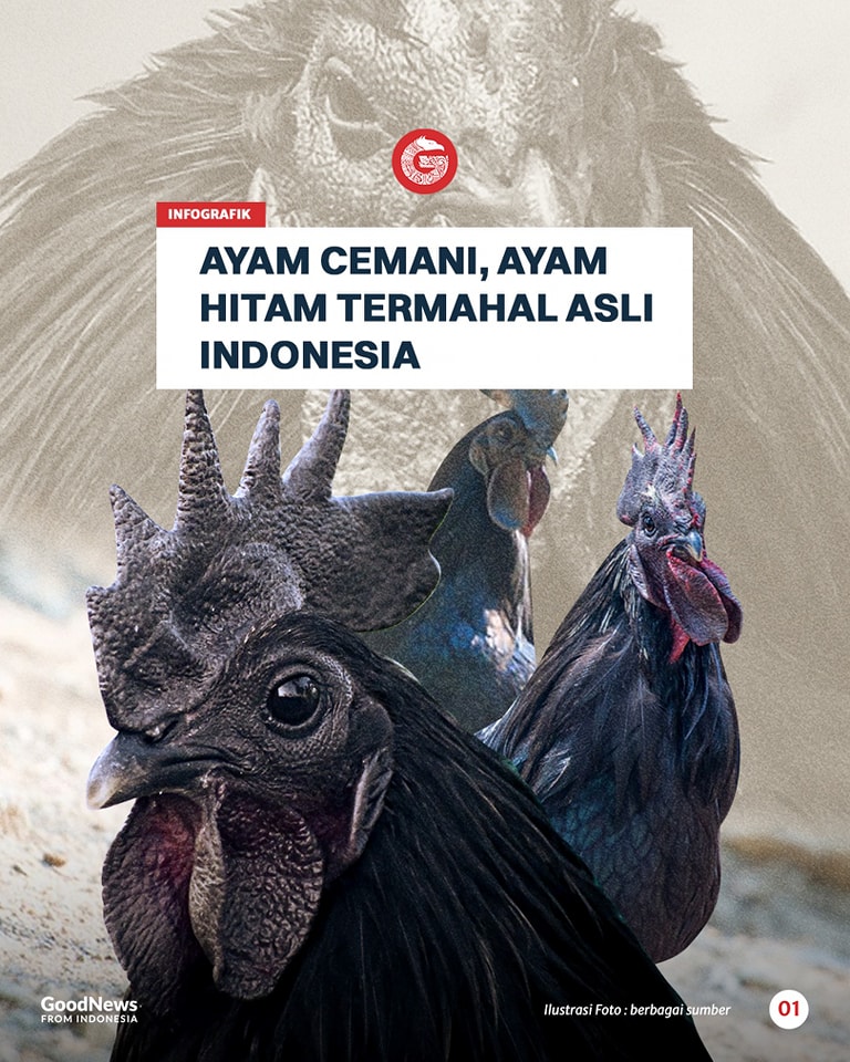 Ayam Cemani, Ayam Termahal di Dunia Asal Indonesia