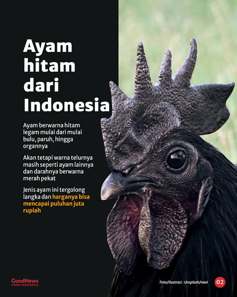 Ayam Cemani, Ayam Termahal di Dunia Asal Indonesia