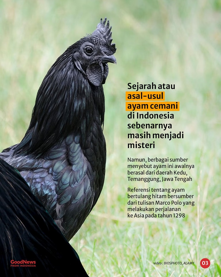 Ayam Cemani, Ayam Termahal di Dunia Asal Indonesia