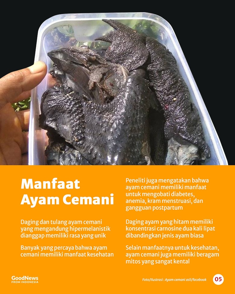Ayam Cemani, Ayam Termahal di Dunia Asal Indonesia