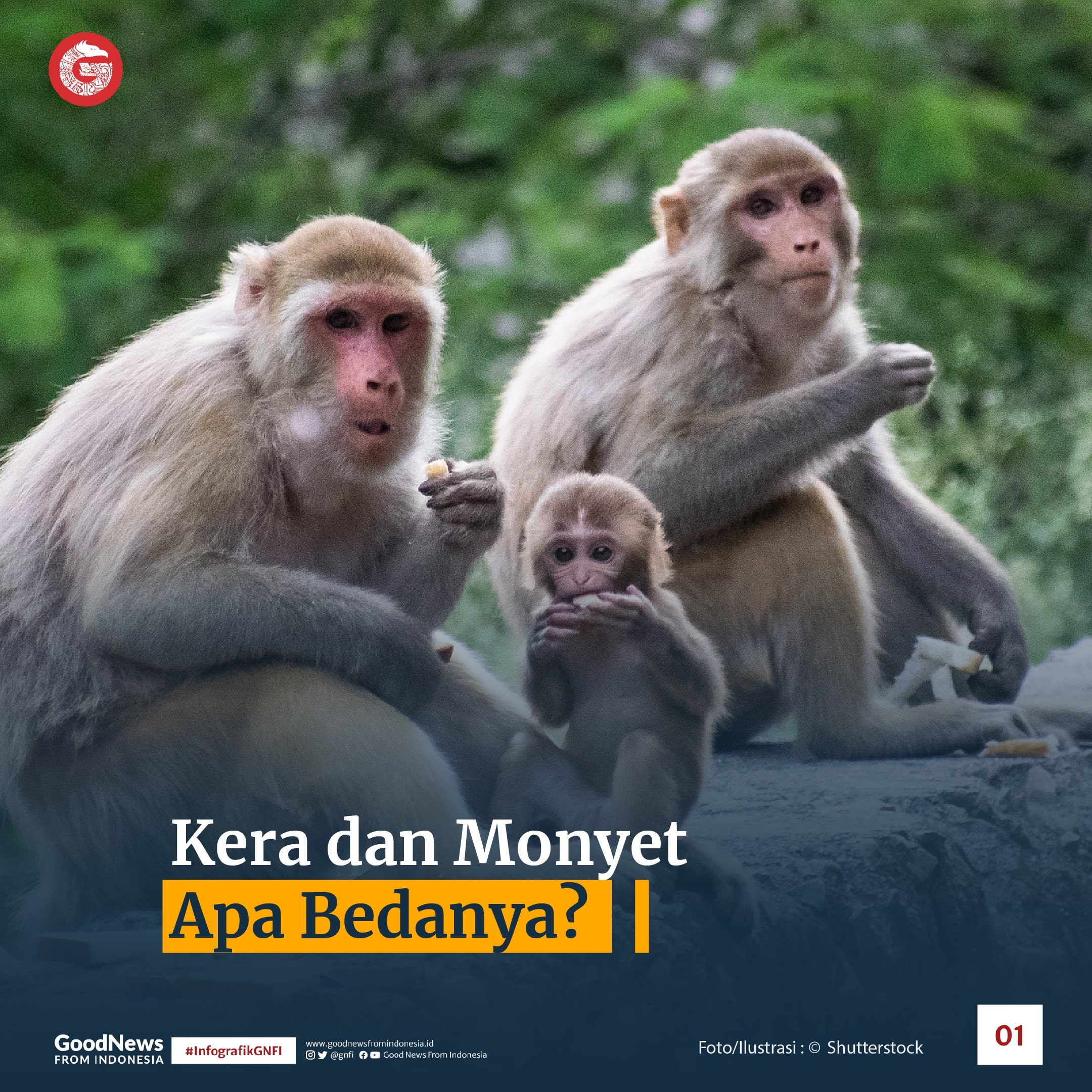 Buat yang Masih Bingung, Ini Bedanya Kera dan Monyet