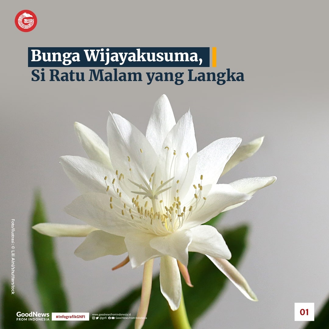 Bunga Wijayakusuma, Si Ratu Malam yang Langka