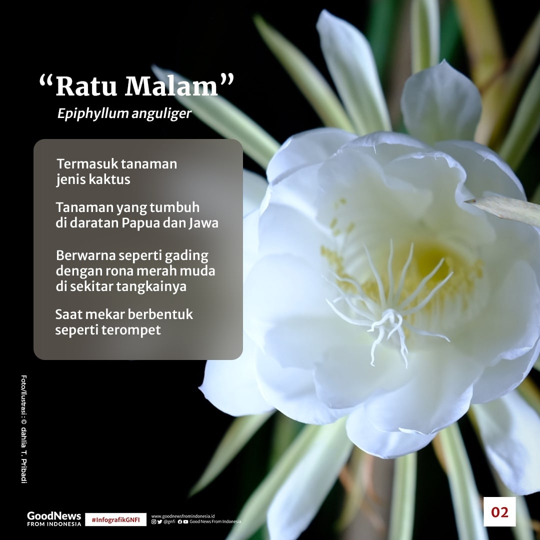 Bunga Wijayakusuma, Si Ratu Malam yang Langka