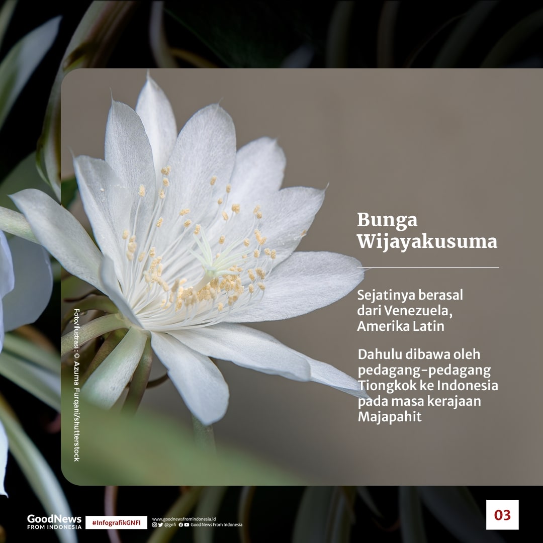 Bunga Wijayakusuma, Si Ratu Malam yang Langka