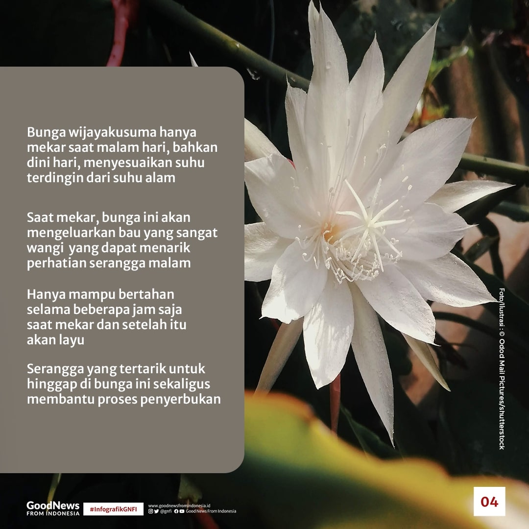 Bunga Wijayakusuma, Si Ratu Malam yang Langka