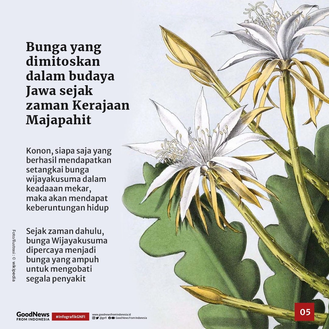 Bunga Wijayakusuma, Si Ratu Malam yang Langka