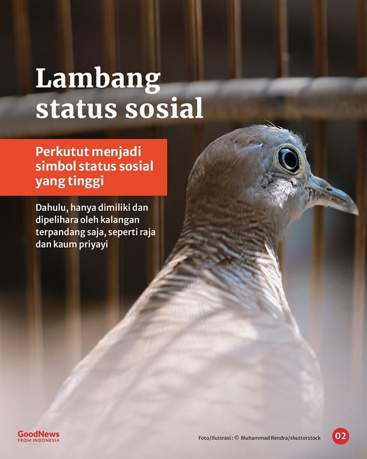 Burung Perkutut dan Ketenangan Batin Orang Jawa