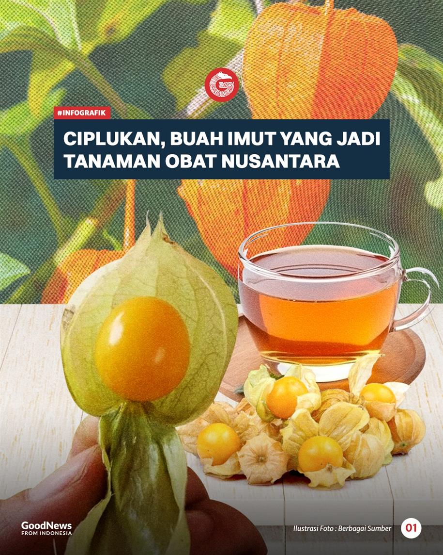 Ciplukan, Buah Imut yang Kini Jadi Primadona