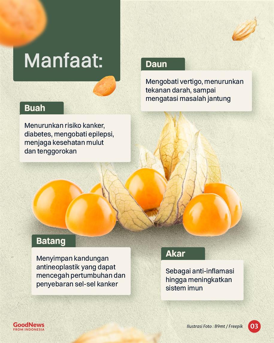 Ciplukan, Buah Imut yang Kini Jadi Primadona