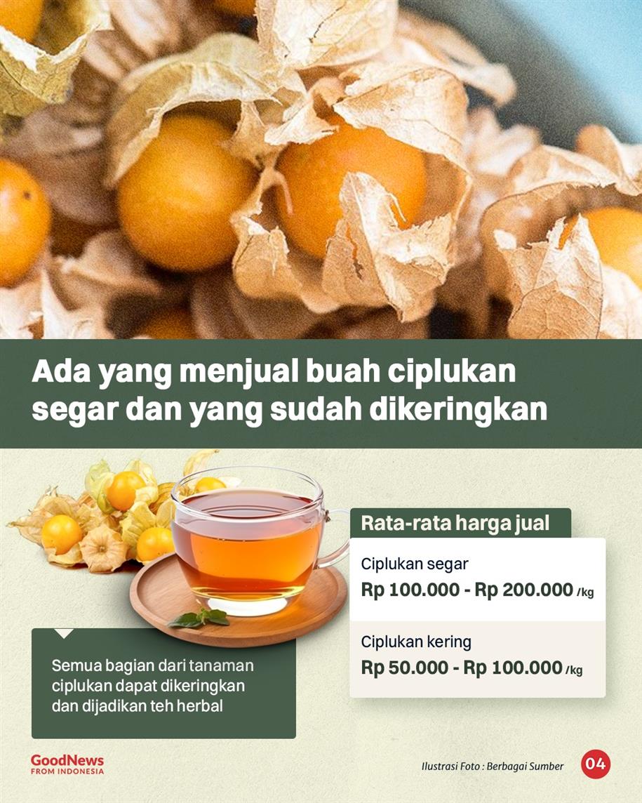 Ciplukan, Buah Imut yang Kini Jadi Primadona
