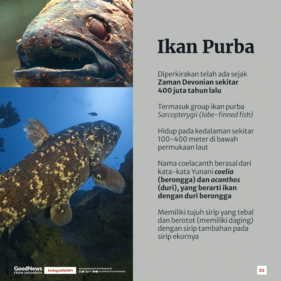 Coelacanth, Ikan Purba yang Masih Hidup di Indonesia