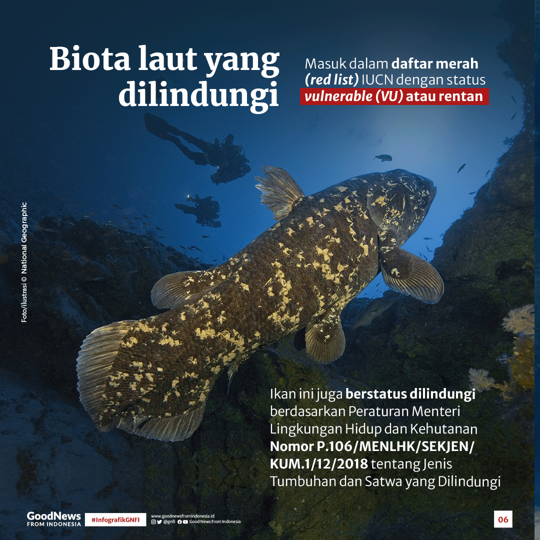Coelacanth, Ikan Purba yang Masih Hidup di Indonesia