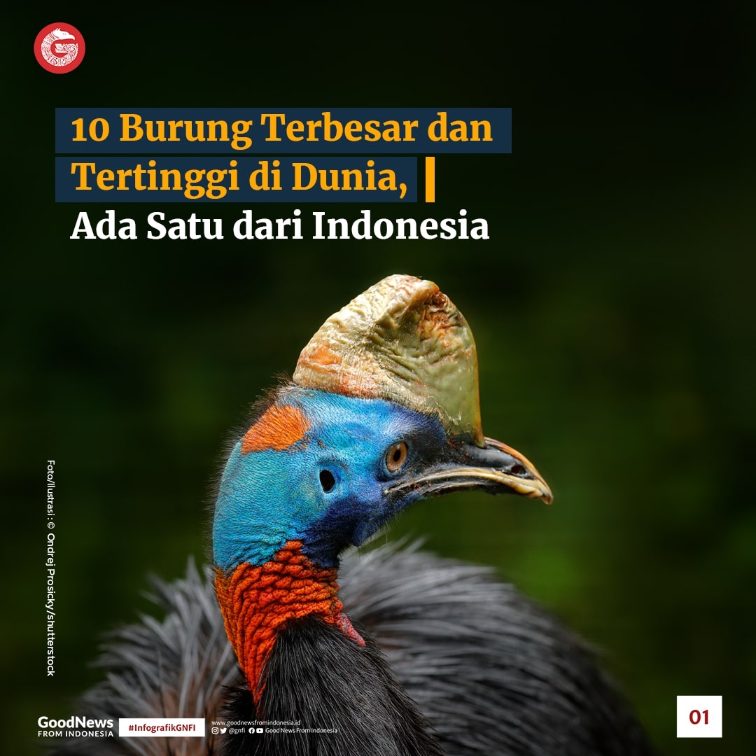 Daftar Burung Terbesar dan Tertinggi di Dunia, Ada Satu dari Indonesia