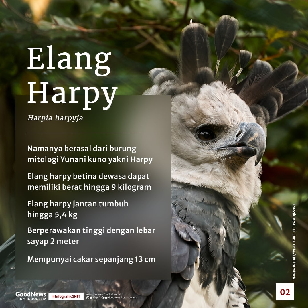Daftar Burung Terbesar dan Tertinggi di Dunia, Ada Satu dari Indonesia