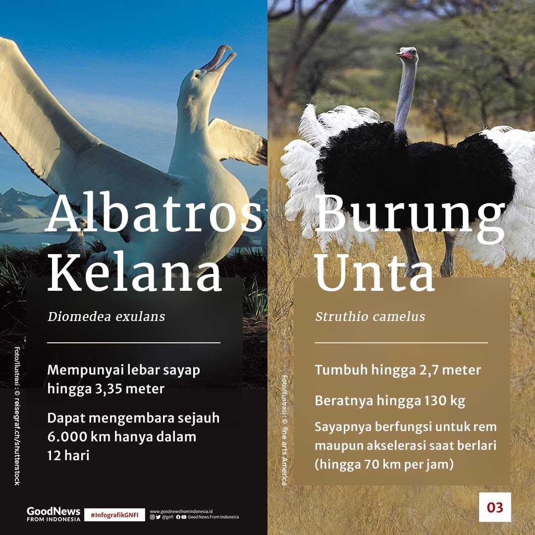 Daftar Burung Terbesar dan Tertinggi di Dunia, Ada Satu dari Indonesia
