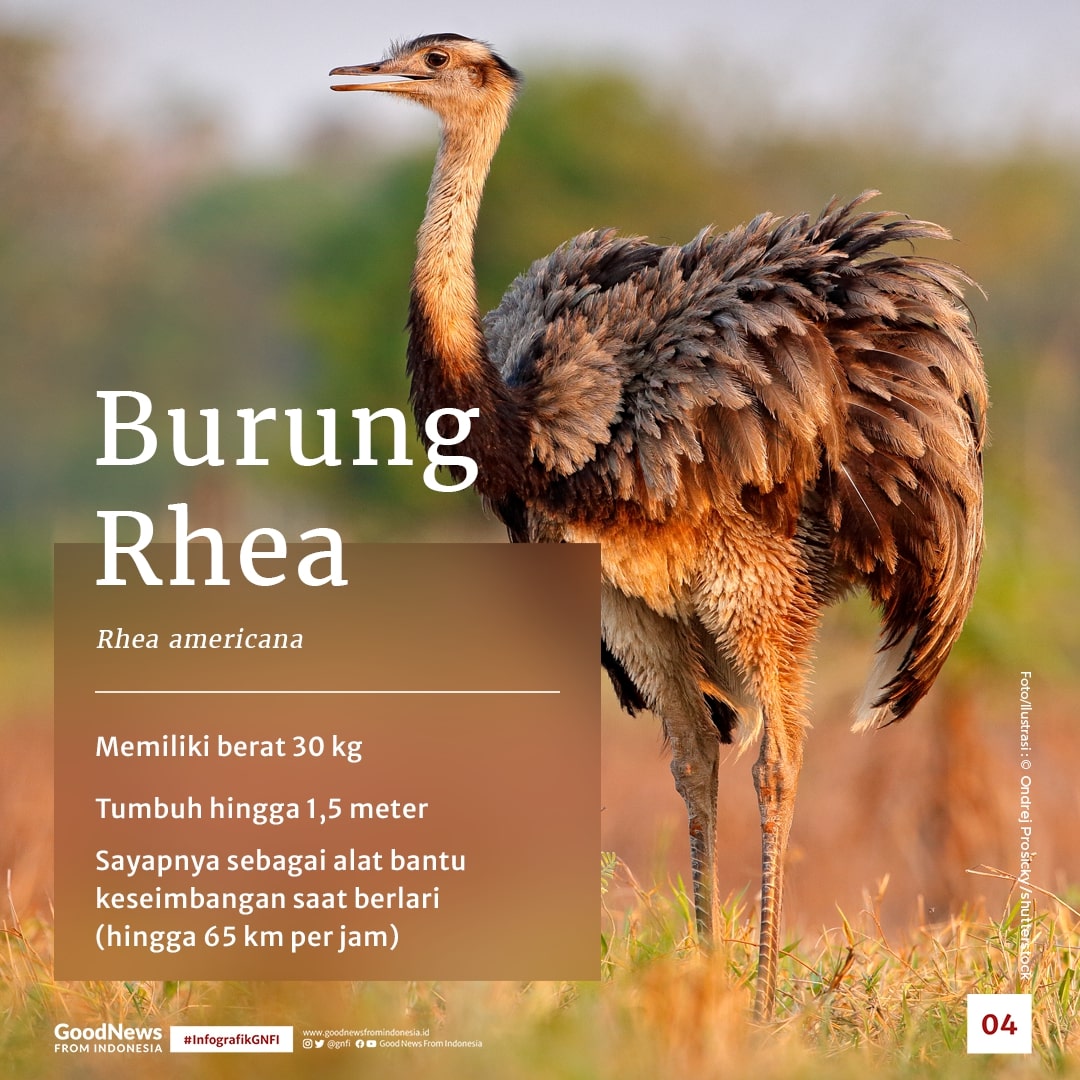 Daftar Burung Terbesar dan Tertinggi di Dunia, Ada Satu dari Indonesia