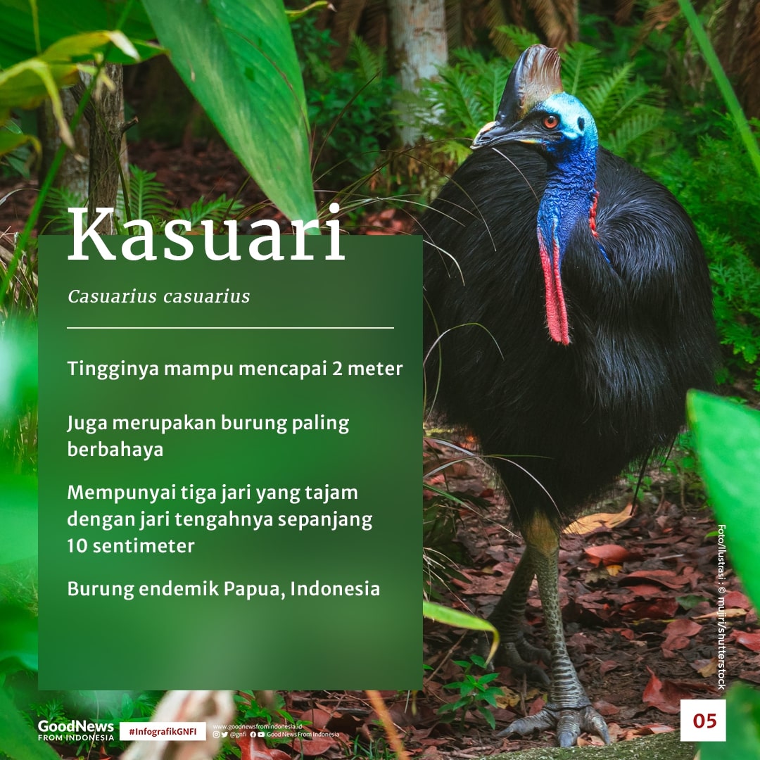 Daftar Burung Terbesar dan Tertinggi di Dunia, Ada Satu dari Indonesia