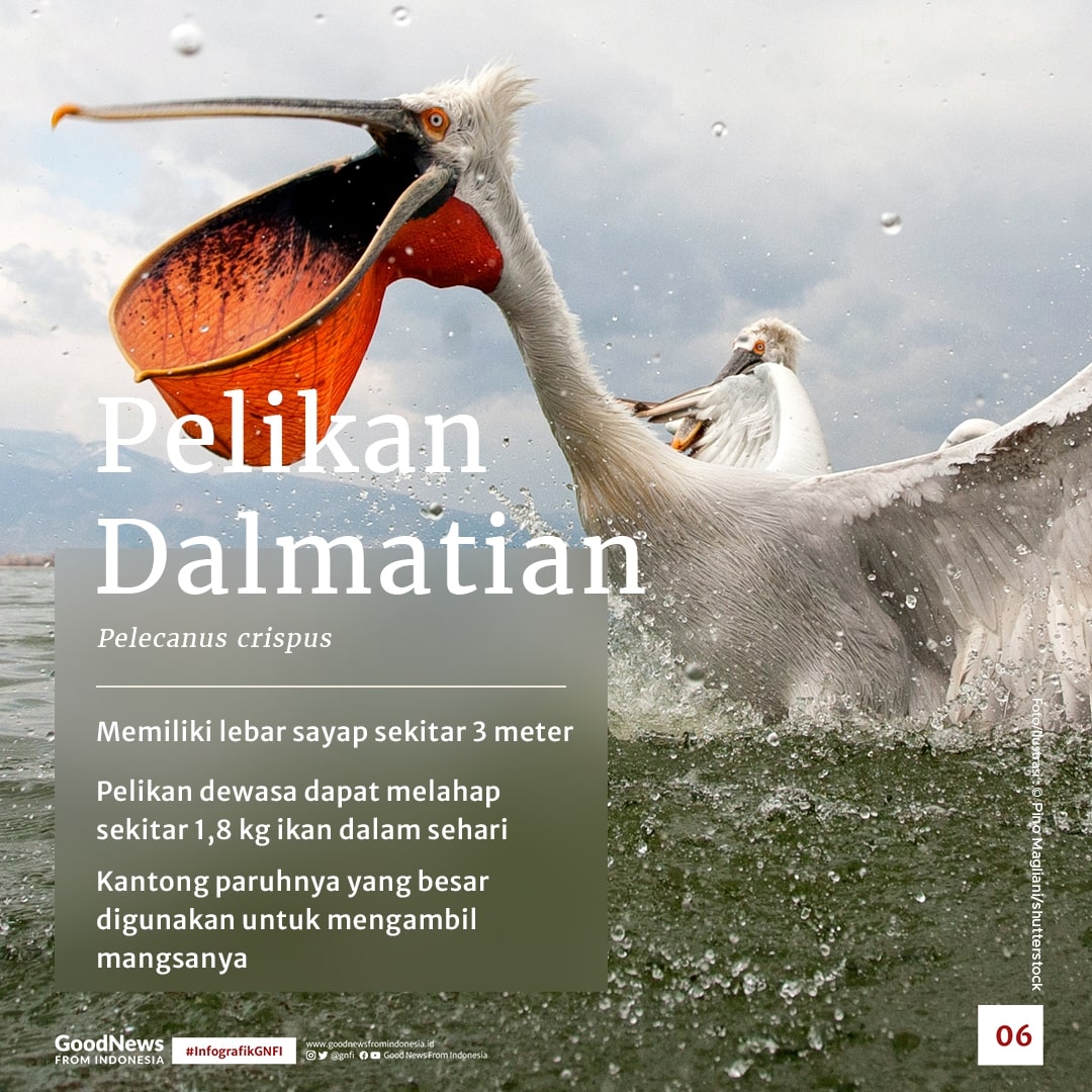 Daftar Burung Terbesar dan Tertinggi di Dunia, Ada Satu dari Indonesia