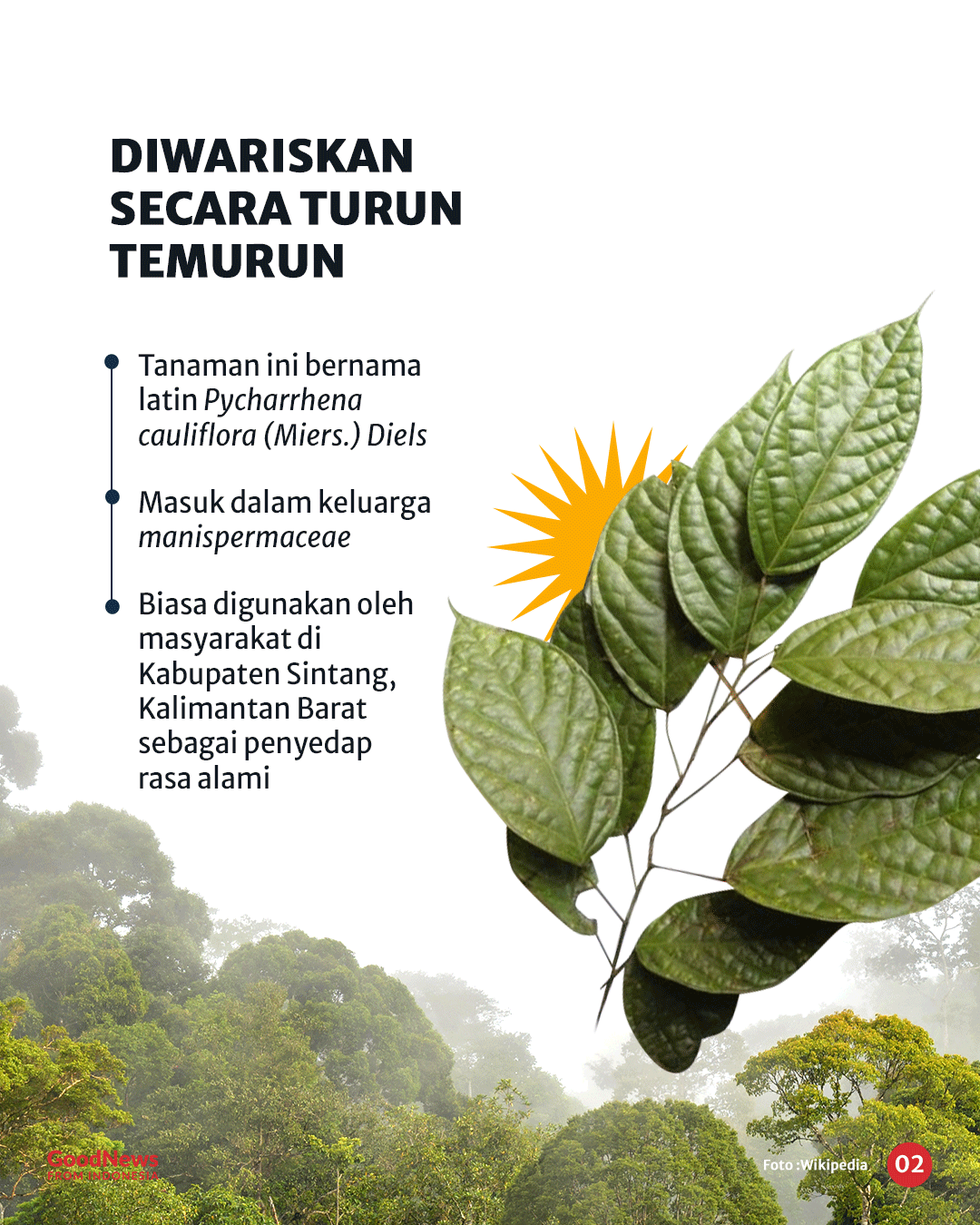 Daun Sengkubak, Penyedap Rasa Alami dari Kalimantan