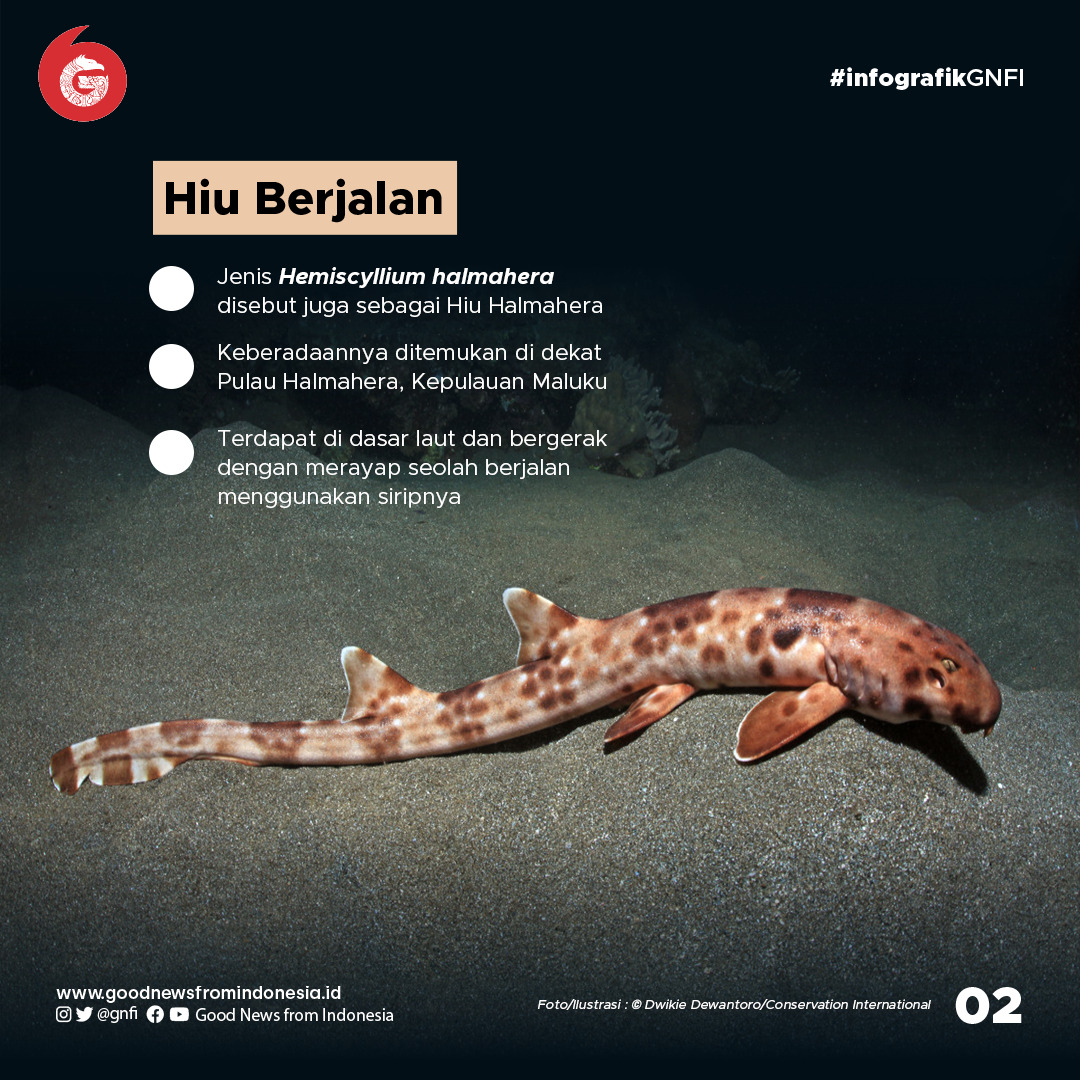 Deretan Hewan Laut Unik yang Ada di Perairan Indonesia