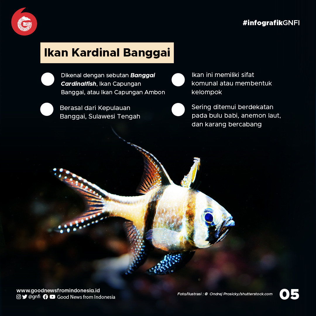 Deretan Hewan Laut Unik yang Ada di Perairan Indonesia