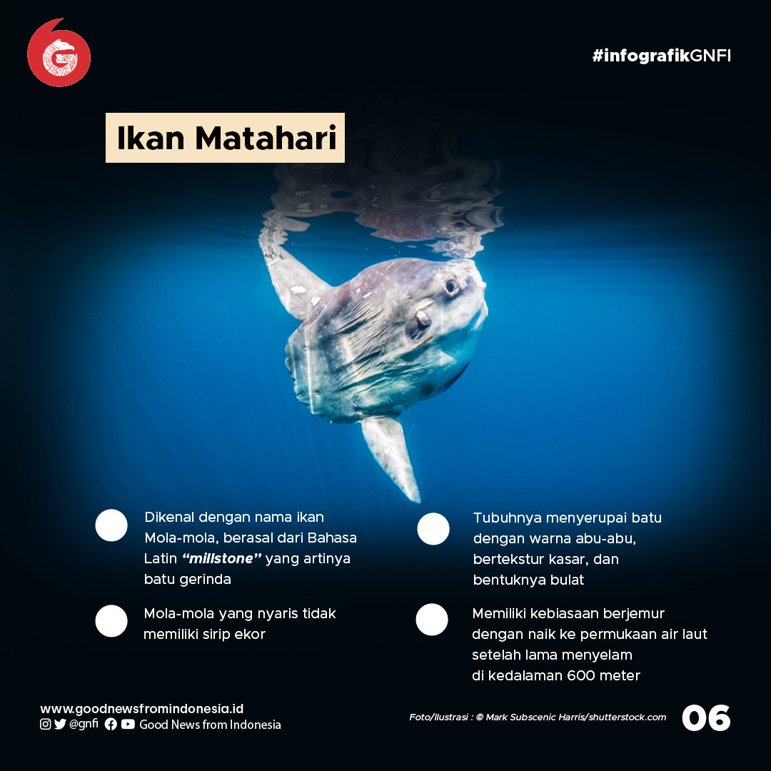 Deretan Hewan Laut Unik yang Ada di Perairan Indonesia