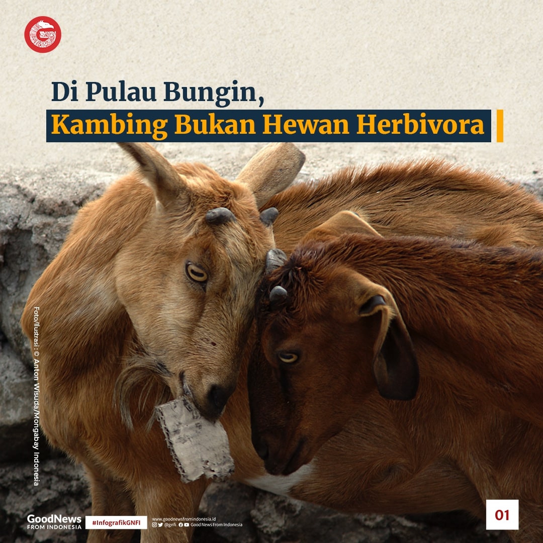 Di Pulau Bungin, Kambing Bukan Hewan Herbivora