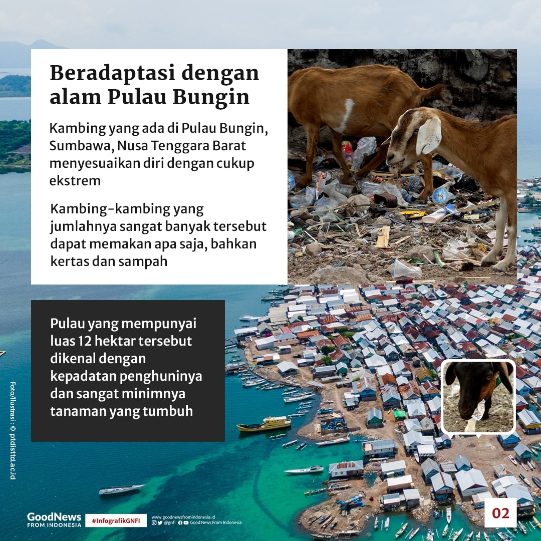 Di Pulau Bungin, Kambing Bukan Hewan Herbivora