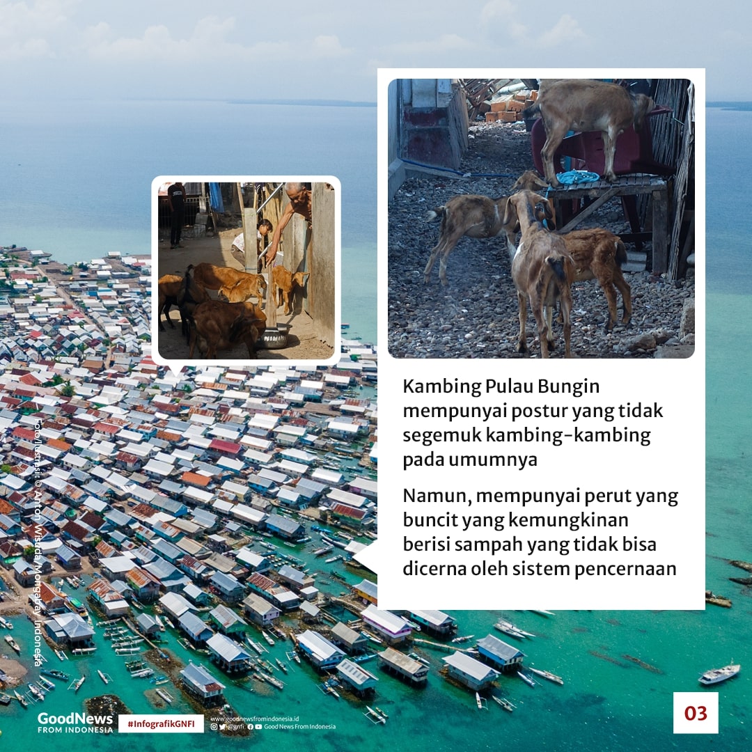 Di Pulau Bungin, Kambing Bukan Hewan Herbivora