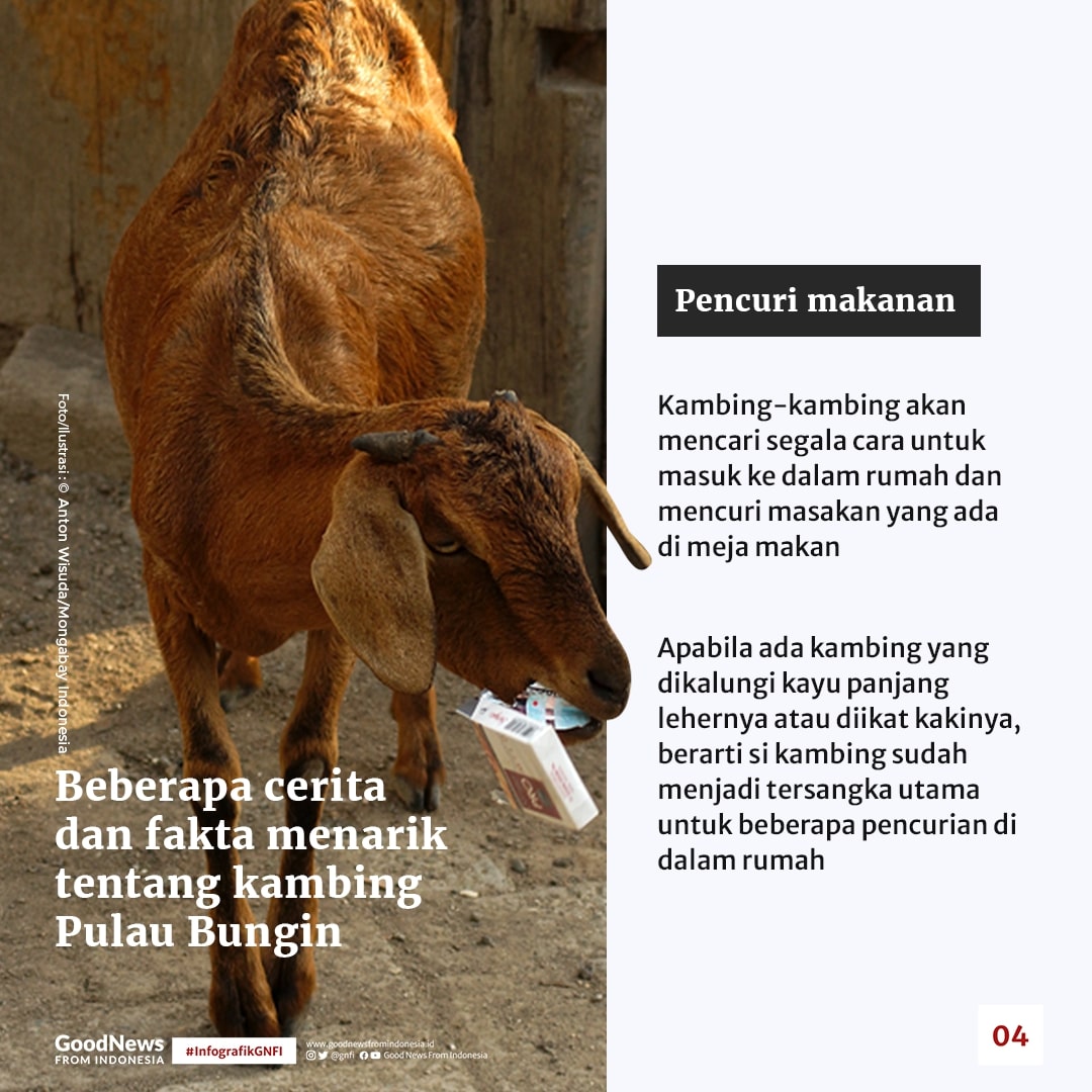 Di Pulau Bungin, Kambing Bukan Hewan Herbivora