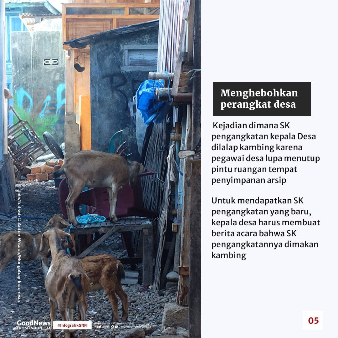 Di Pulau Bungin, Kambing Bukan Hewan Herbivora