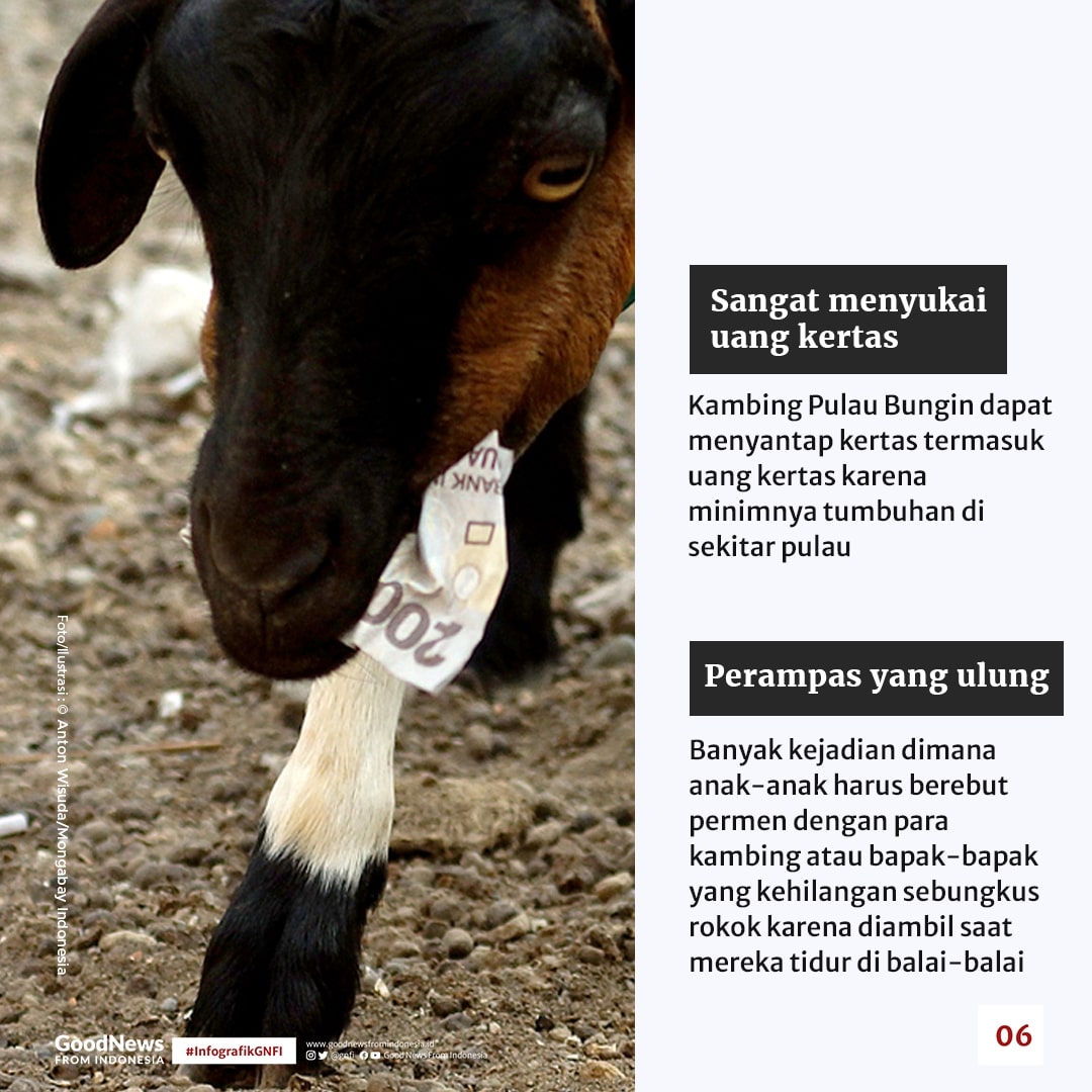 Di Pulau Bungin, Kambing Bukan Hewan Herbivora