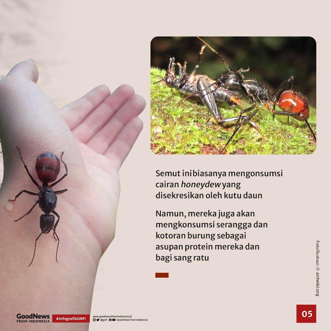 Dinomyrmex gigas, Semut Jumbo Penghuni Hutan Jawa, Sumatra, dan Kalimantan