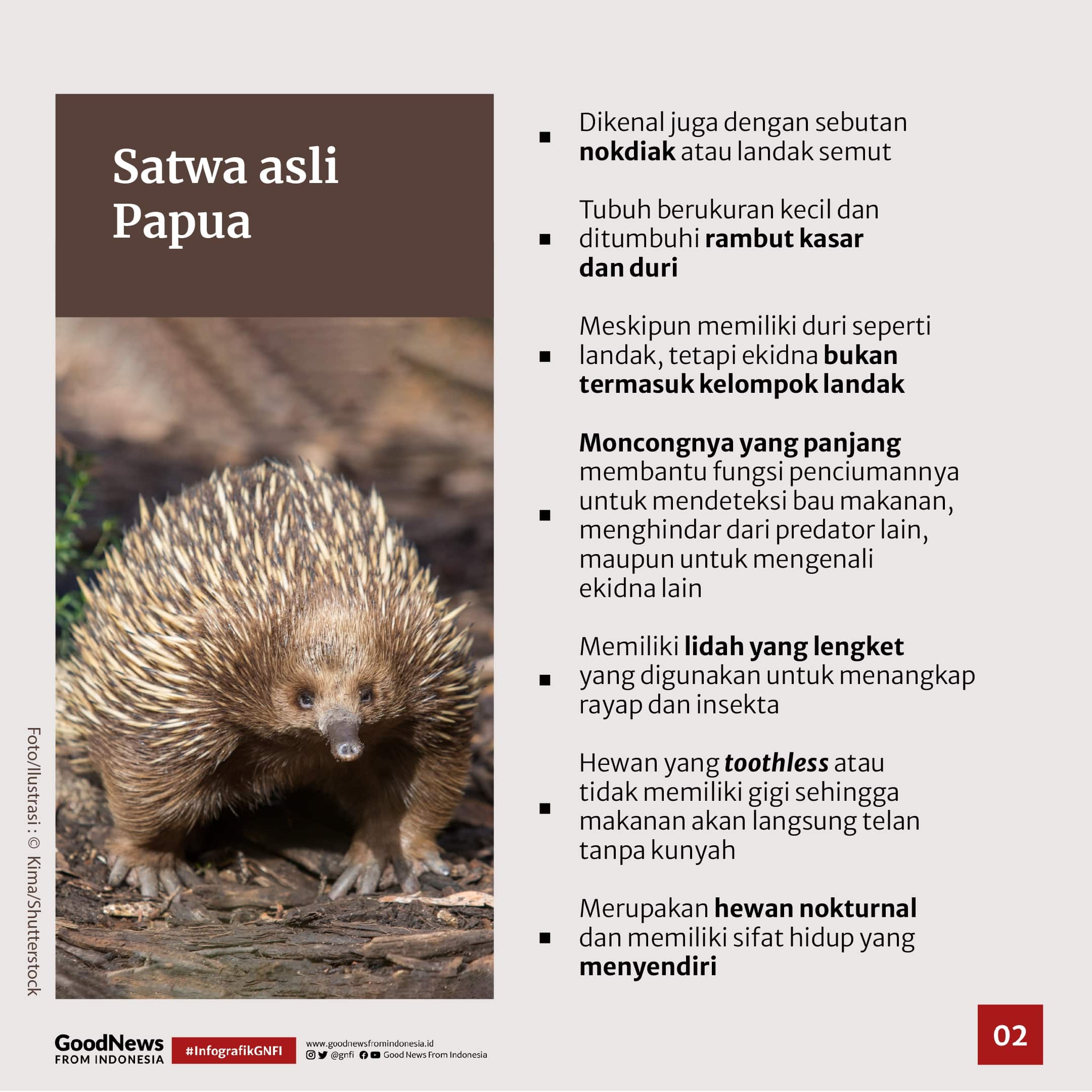 Ekidna, Mamalia Endemik Papua yang Tak Memiliki Puting Susu