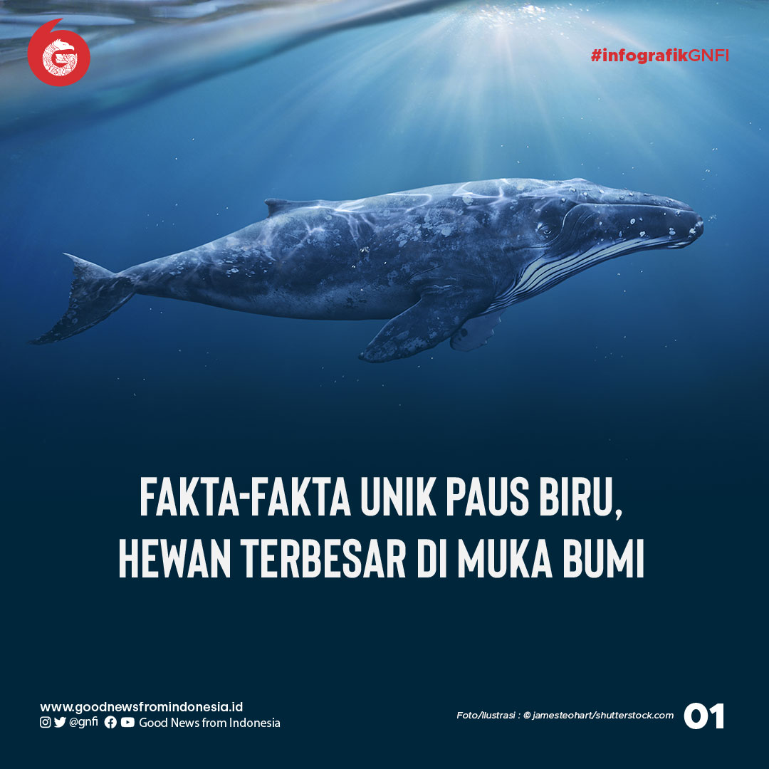 Fakta Unik Paus Biru, Hewan Terbesar di Muka Bumi
