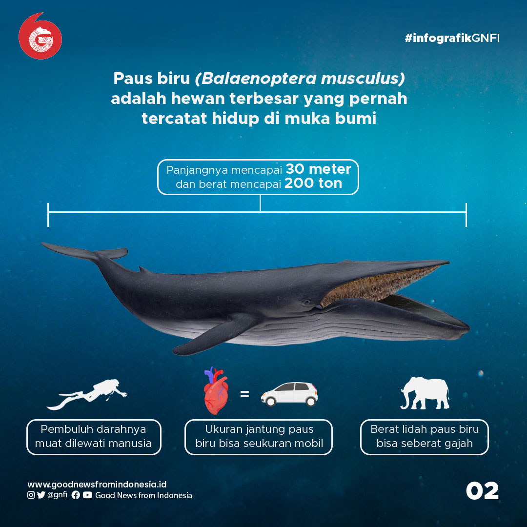 Fakta Unik Paus Biru, Hewan Terbesar di Muka Bumi