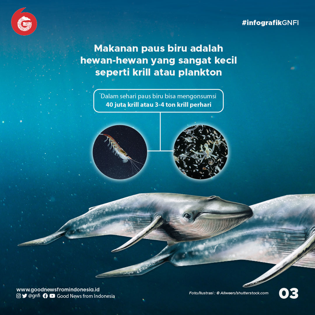Fakta Unik Paus Biru, Hewan Terbesar di Muka Bumi