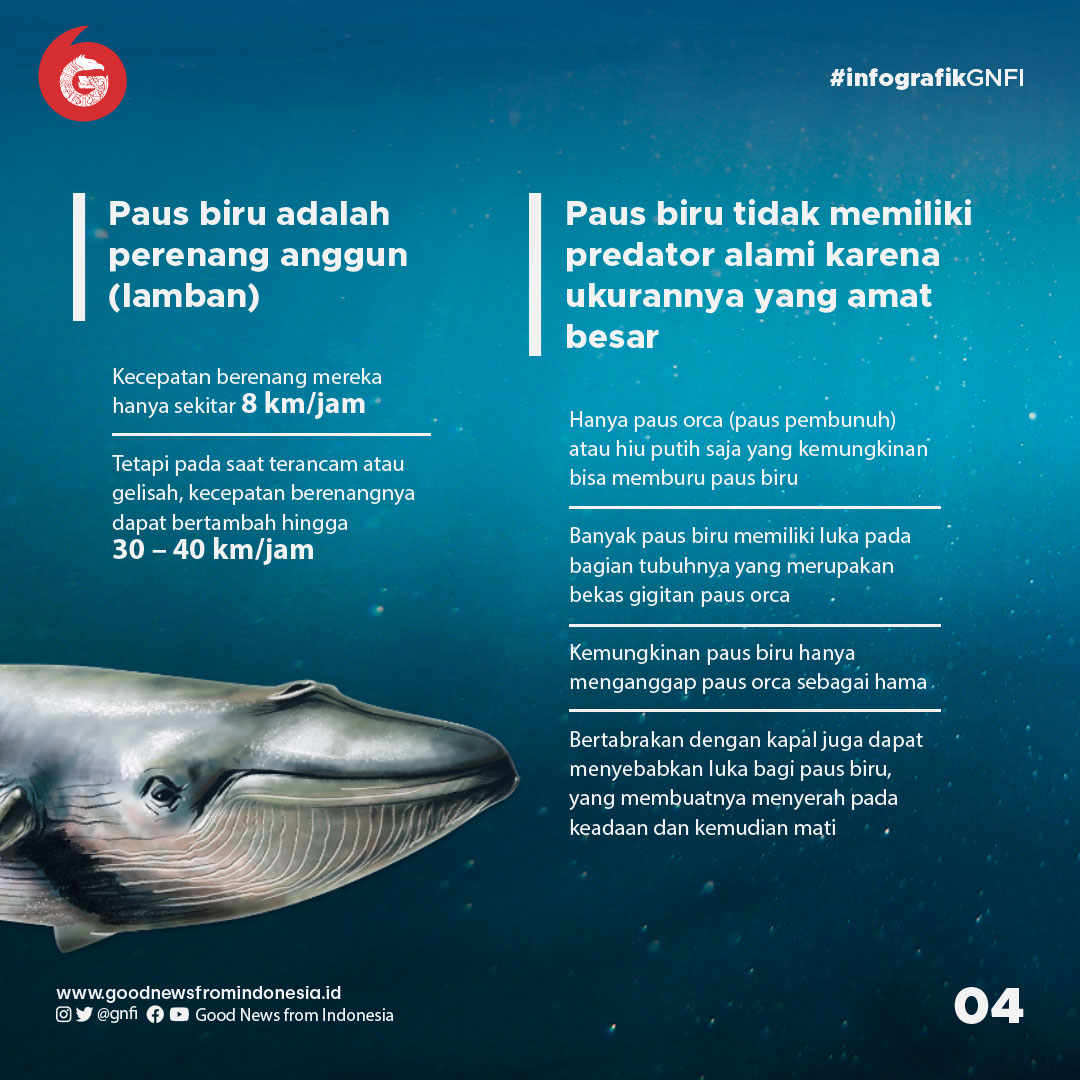 Fakta Unik Paus Biru, Hewan Terbesar di Muka Bumi