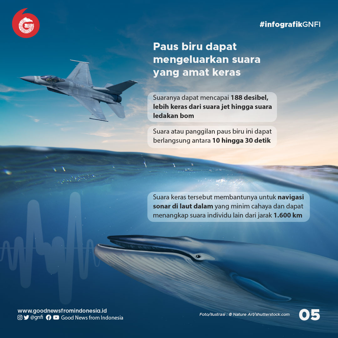 Fakta Unik Paus Biru, Hewan Terbesar di Muka Bumi