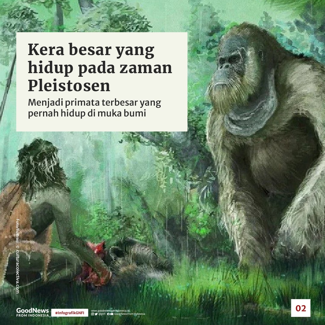 Gigantopithecus blacki, Nenek Moyang Orang Utan Asal Tiongkok Selatan