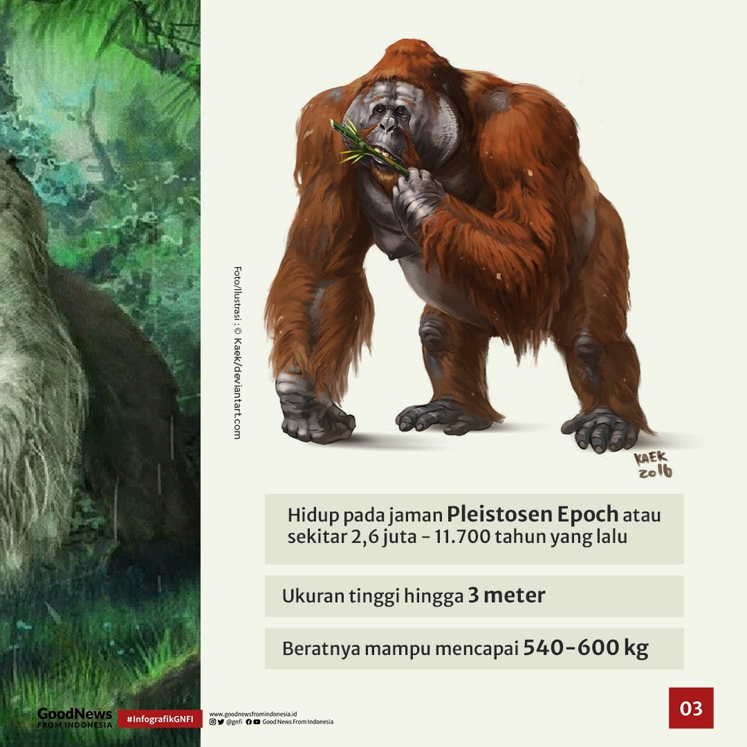 Gigantopithecus blacki, Nenek Moyang Orang Utan Asal Tiongkok Selatan