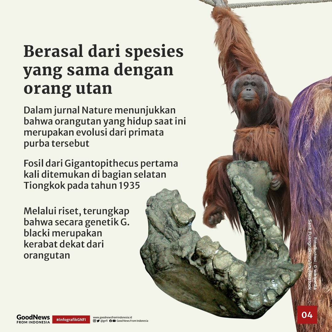Gigantopithecus blacki, Nenek Moyang Orang Utan Asal Tiongkok Selatan