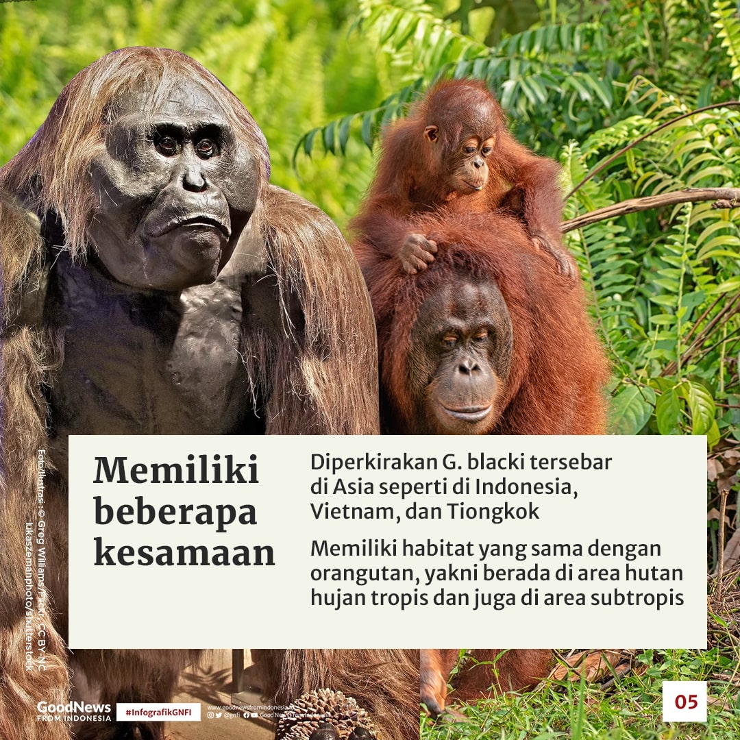 Gigantopithecus blacki, Nenek Moyang Orang Utan Asal Tiongkok Selatan