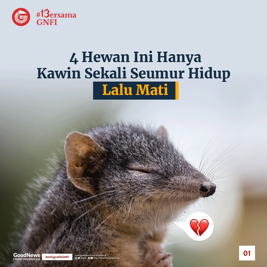 Hewan-Hewan Ini Cuma Sekali Kawin, Lalu Mati