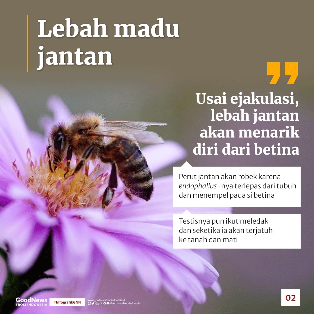 Hewan-Hewan Ini Cuma Sekali Kawin, Lalu Mati