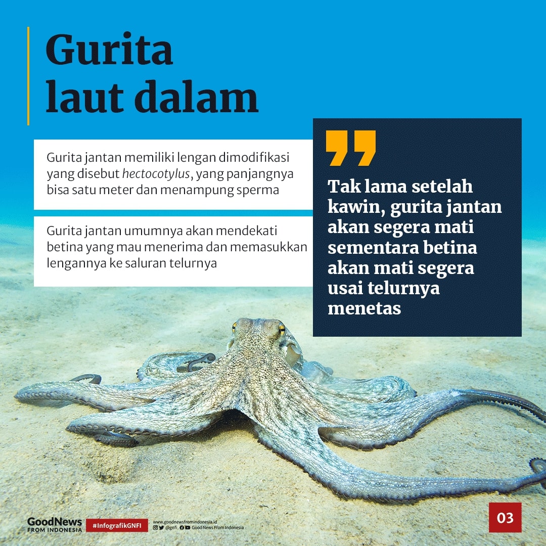Hewan-Hewan Ini Cuma Sekali Kawin, Lalu Mati