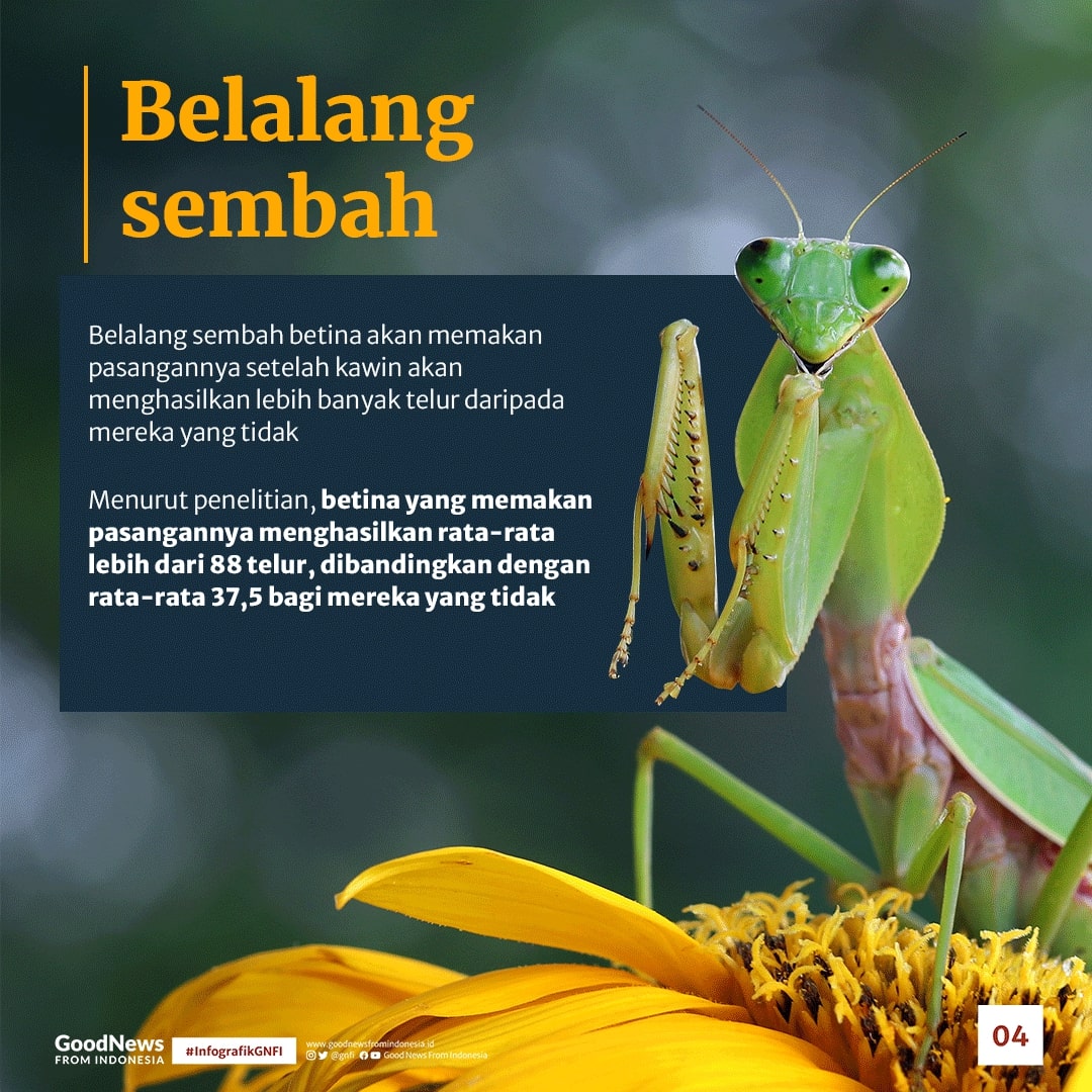 Hewan-Hewan Ini Cuma Sekali Kawin, Lalu Mati