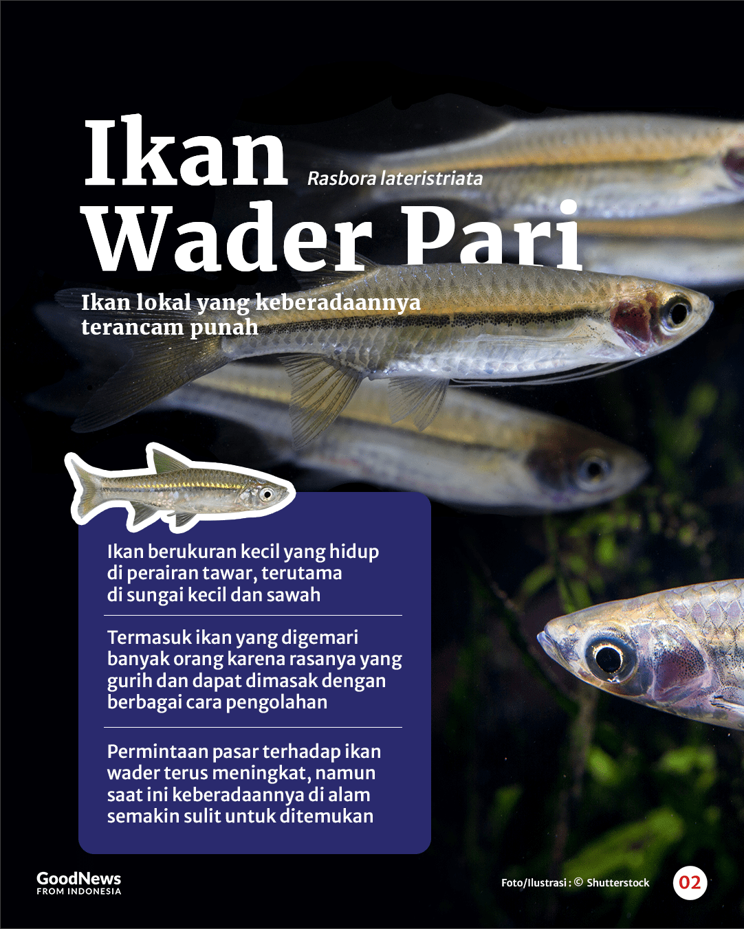 Ikan Wader yang Enak untuk Digoreng Terancam Punah, Apa Penyebabnya?
