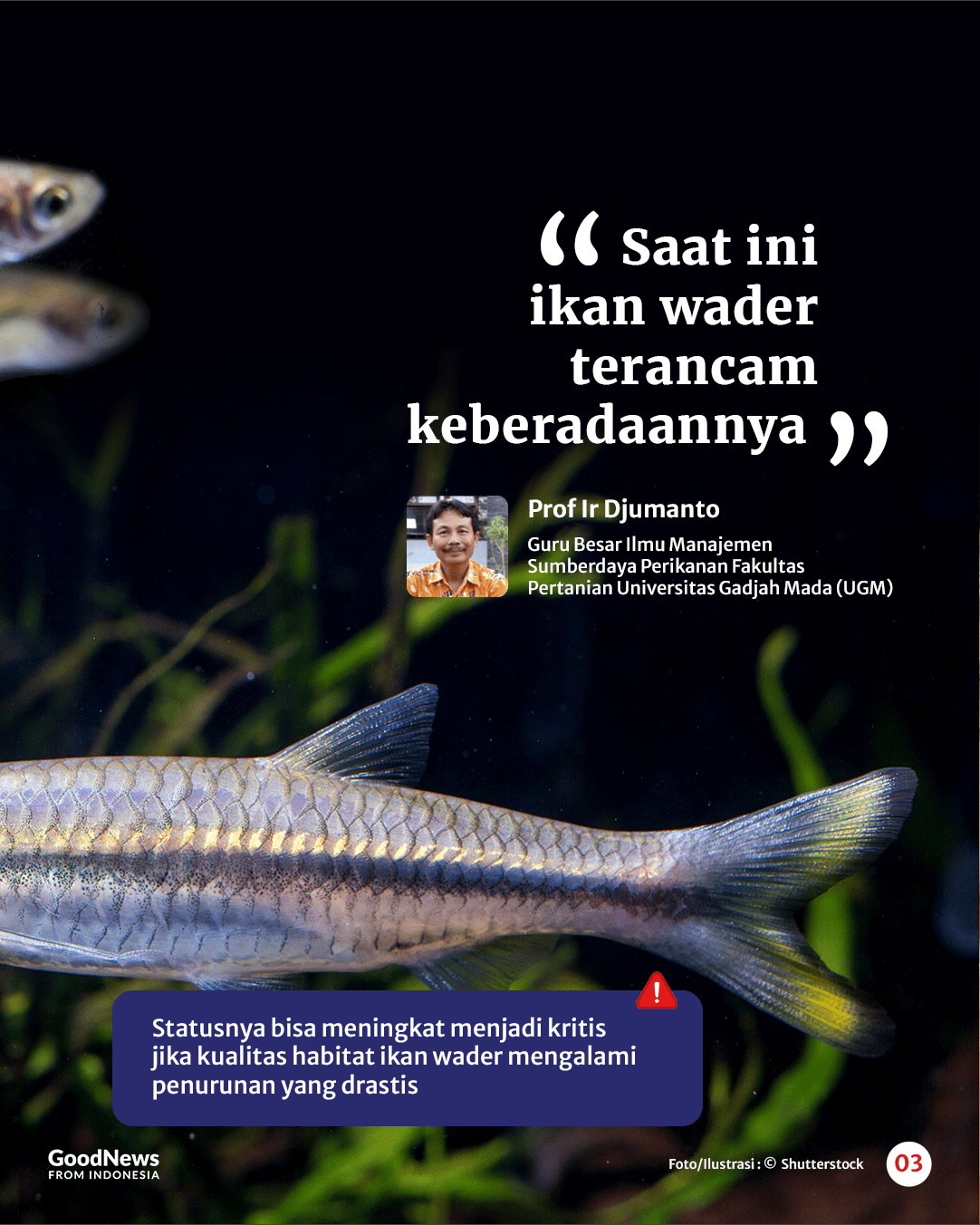 Ikan Wader yang Enak untuk Digoreng Terancam Punah, Apa Penyebabnya?