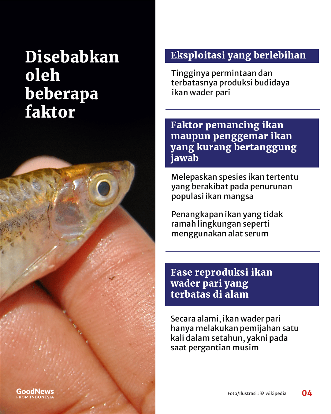 Ikan Wader yang Enak untuk Digoreng Terancam Punah, Apa Penyebabnya?